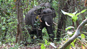 Bardia National Park