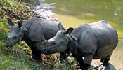 Kathmandu and Chitwan Jungle Eco-tour