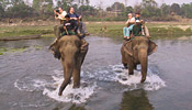 Jungle Safari