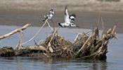 Koshi Tappu Wildlife Reserve