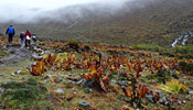 Trekking in Bhutan